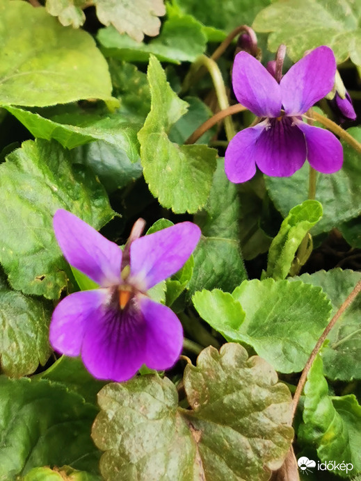 Kopogtat a tavasz...