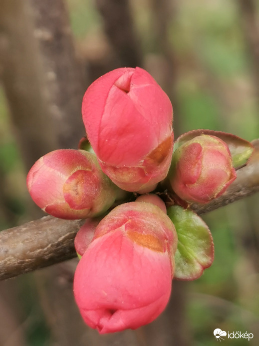 Kopogtat a tavasz...
