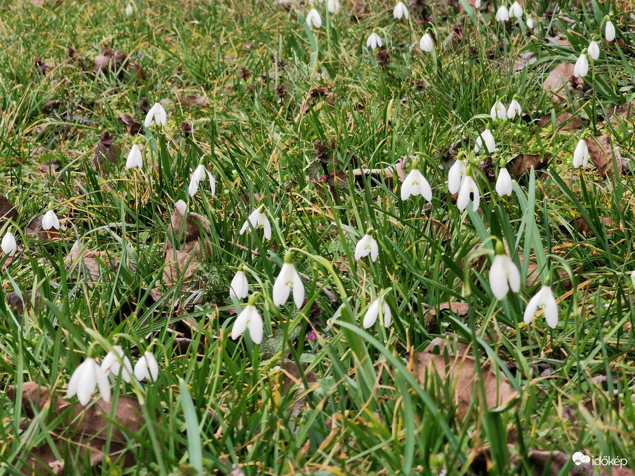 Hóvirágaim...