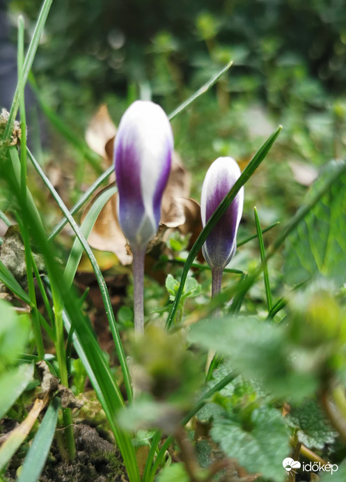 Krókuszok...