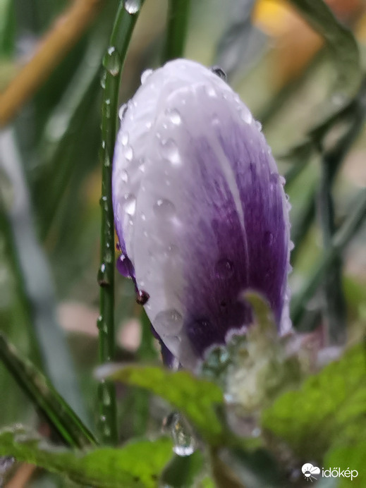 Esőcseppes...