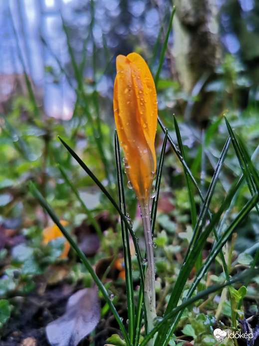 Krókusz eső után...