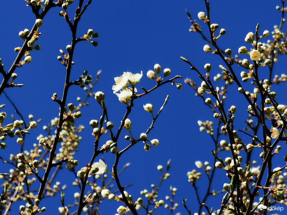Nálunk is beindul a tavasz... :)
