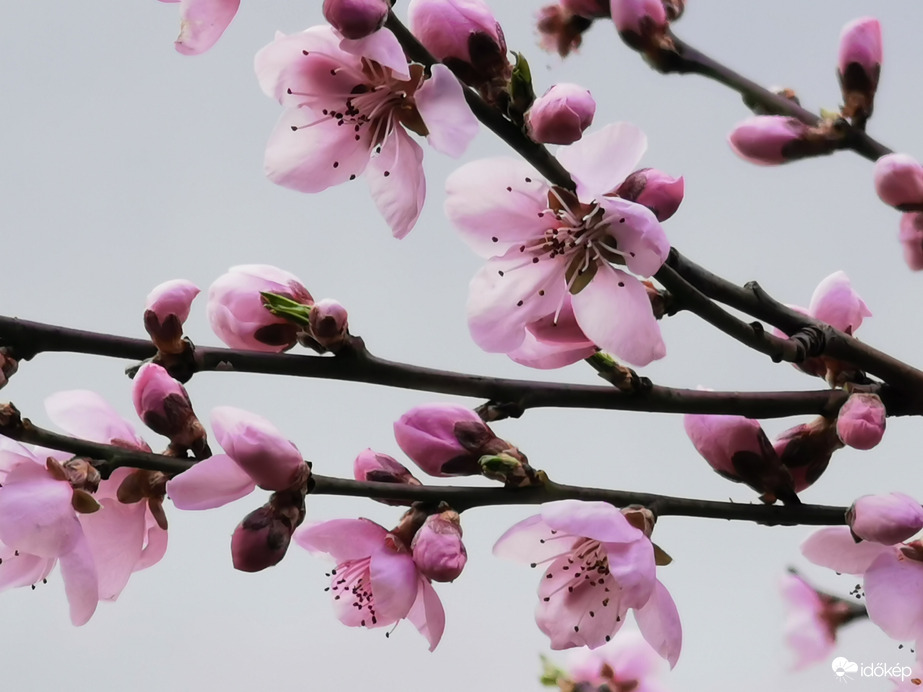 Őszibarack virága...