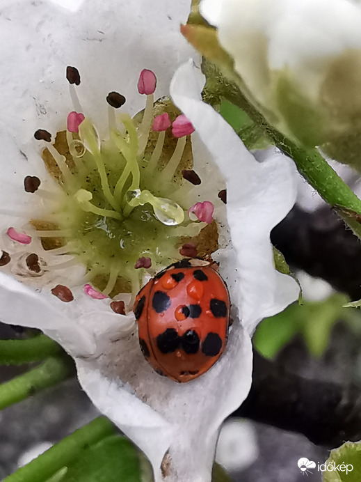 Esőcseppes sok pettyes...