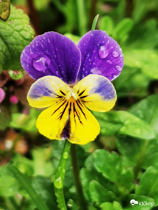 Vadárvácska az esőben...