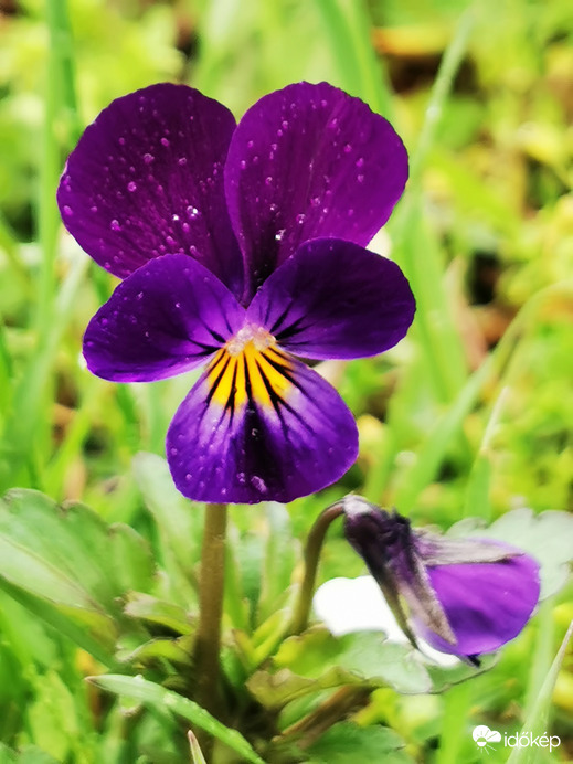Vadárvácska az esőben...