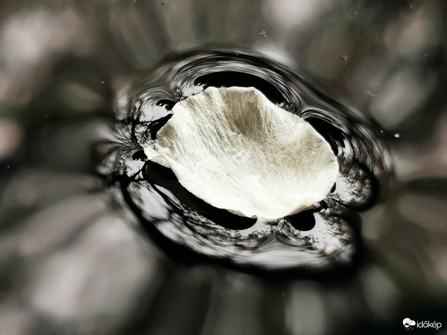 Vízben úszó körtefavirág...