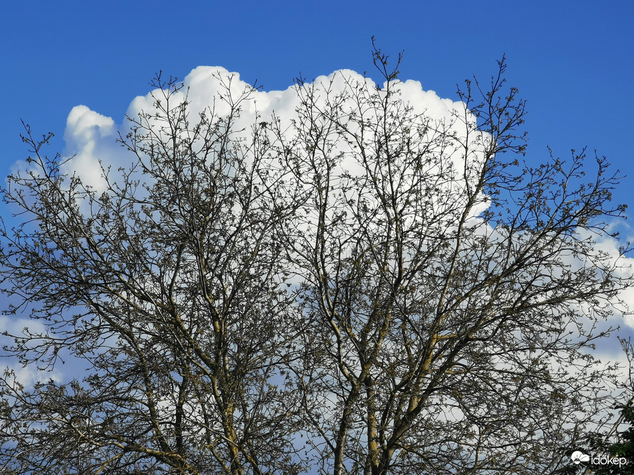 Felhőbe öltözött diófa