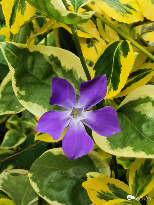 Tarkalevelű nagy meténg 