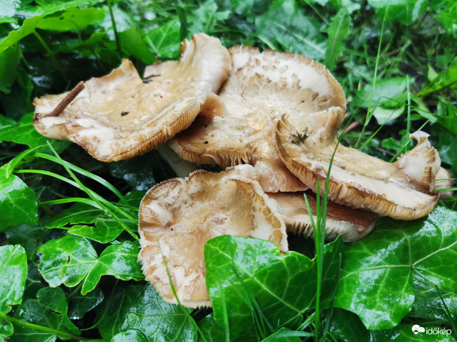 Esőben - Tövisaljagomba