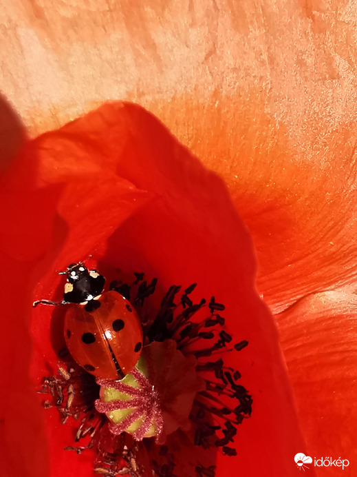 Színre színt - Az álcázás mestere