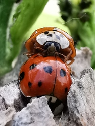 Harlekin szerelem