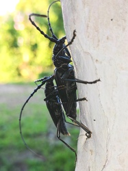 Hőscincér szerelem