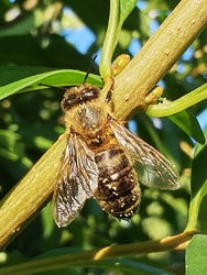 Munkaközi szünet