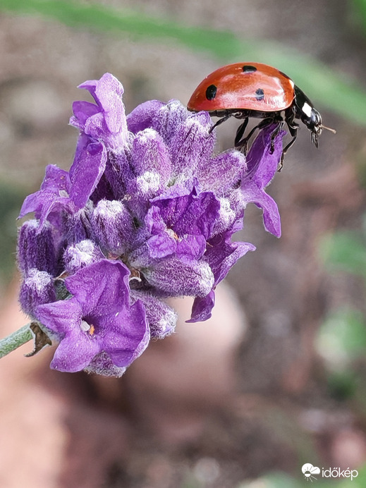 Októberi levendulán