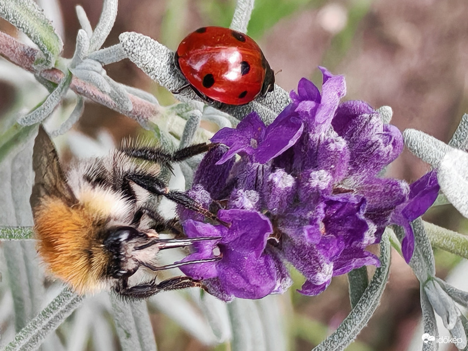 Az októberi levendula vonzása
