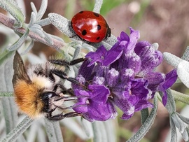 Az októberi levendula vonzása