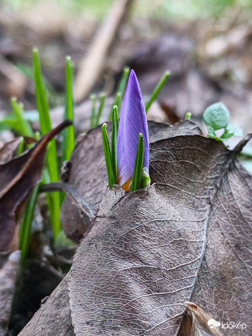 Kukucskál a tavasz :) 