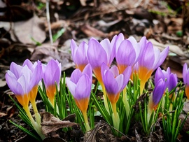 A jó időben mára már kinyíltak :) 