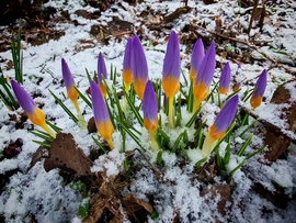 Ma a krókuszok is fáztak... 
