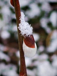 Tél és a tavasz találkozása