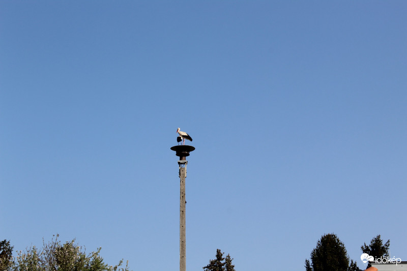 Gólyák