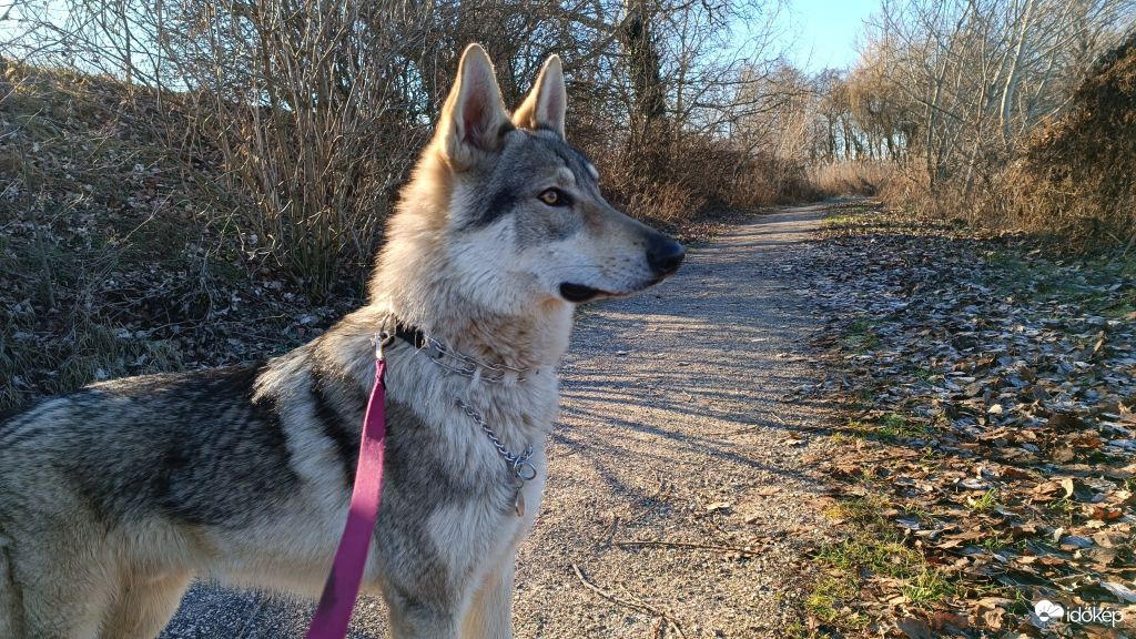 Lupo, a csehszlovák farkaskutya