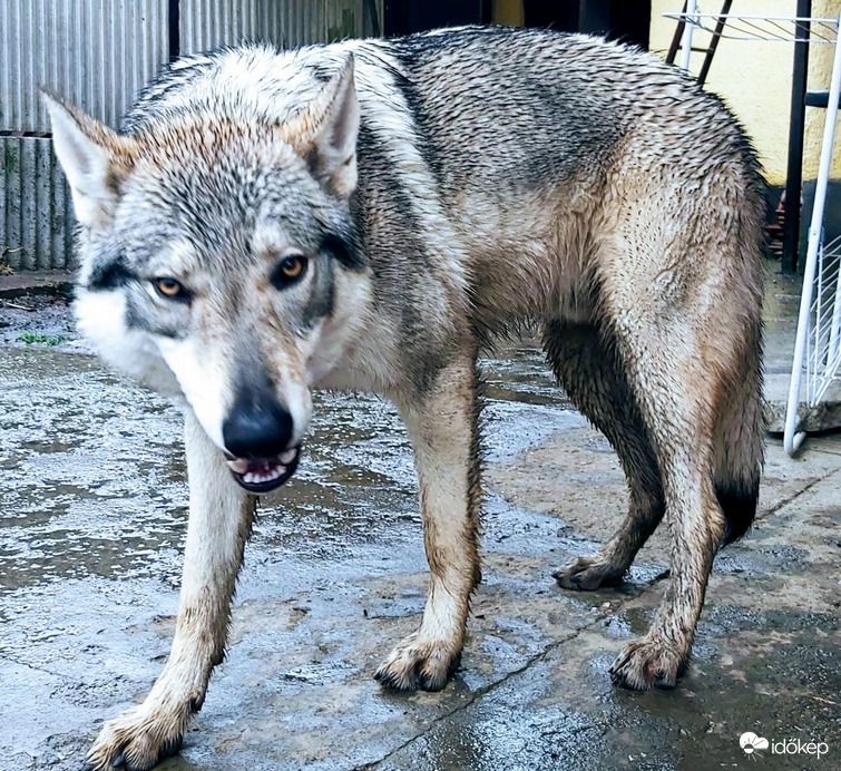 Lupo, a csehszlovák farkaskutya