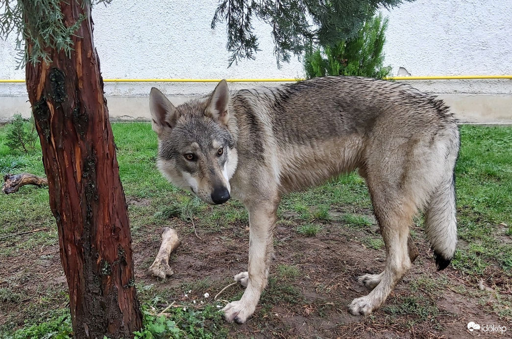 Lupo, a csehszlovák farkaskutya