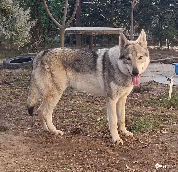 Lupo