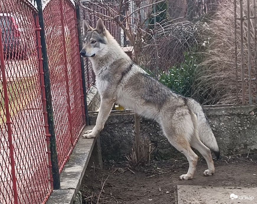 Lupo