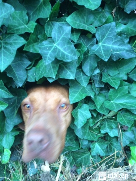 kukucs