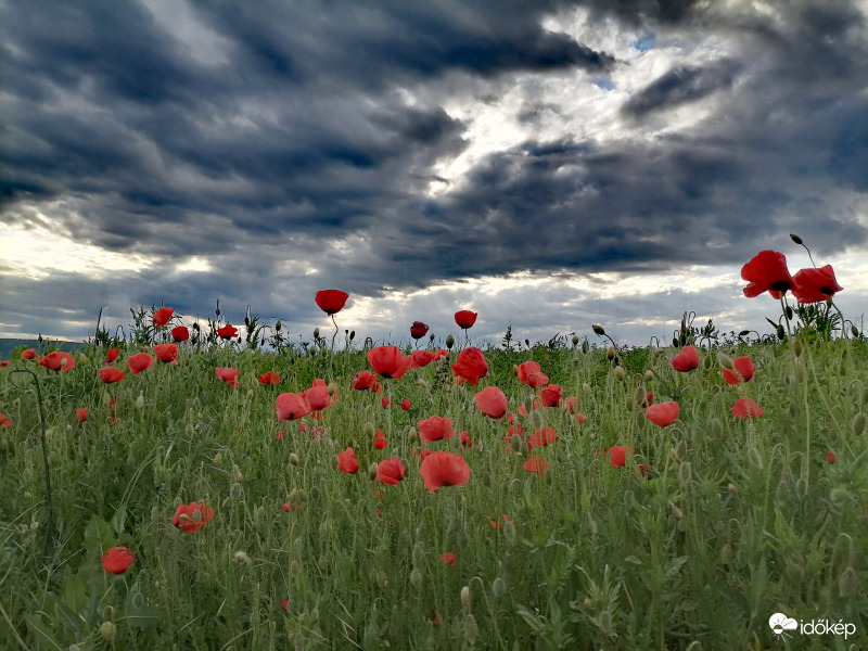 Pipacsok Várvölgy határában