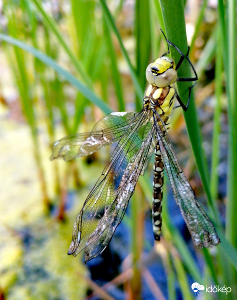 Szitakötő a születés után szárítja a szárnyait
