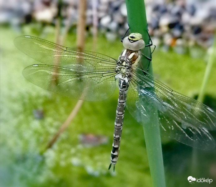 Megint született egy szitakötő