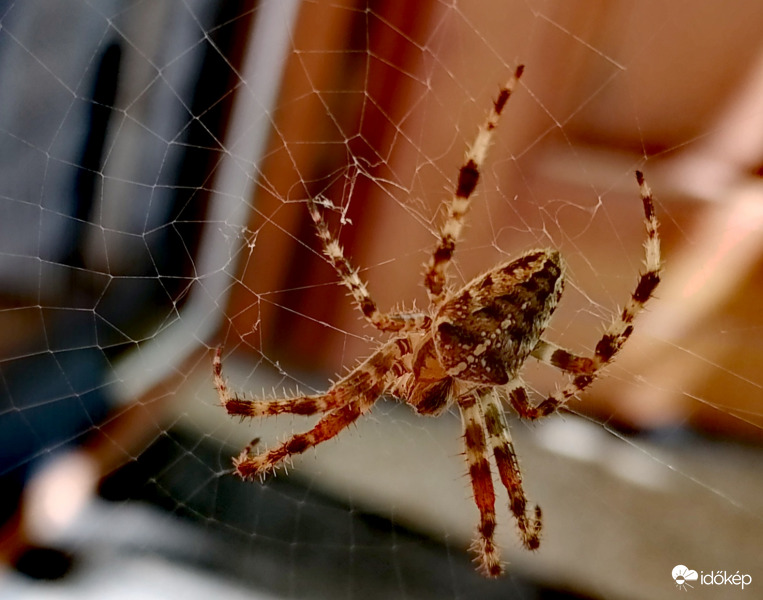 Koronás keresztespók