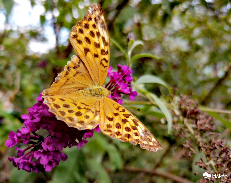 Kerekfoltú gyöngyházlepke
