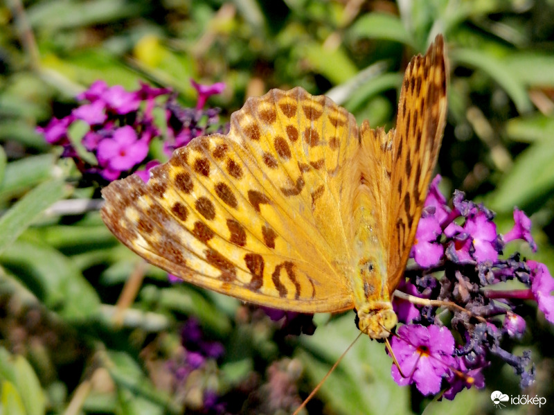 Kerekfoltú gyöngyházlepke 2.