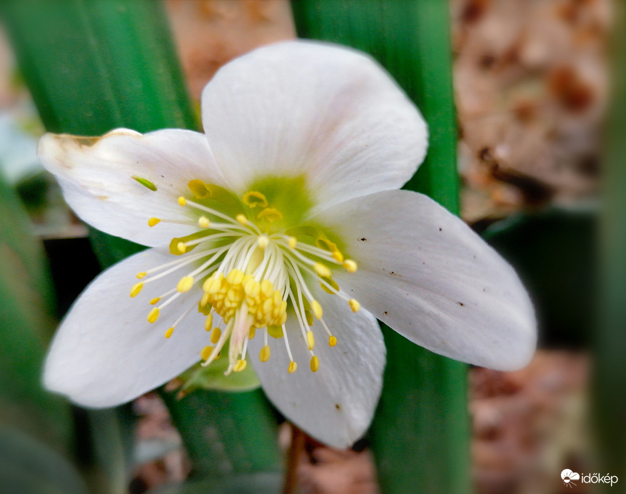 Tavaszodik - hunyorka