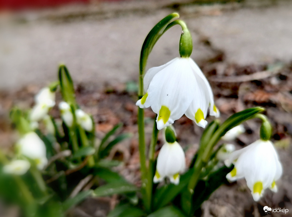 Tavaszodik - tőzike