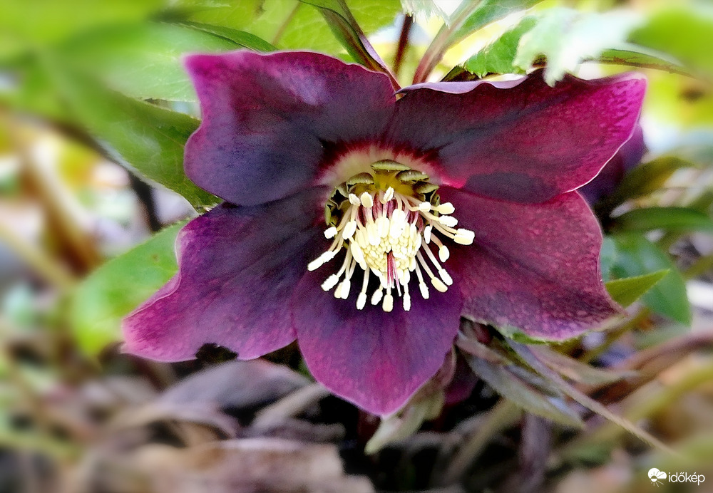 Tavaszodik - hunyorka 2