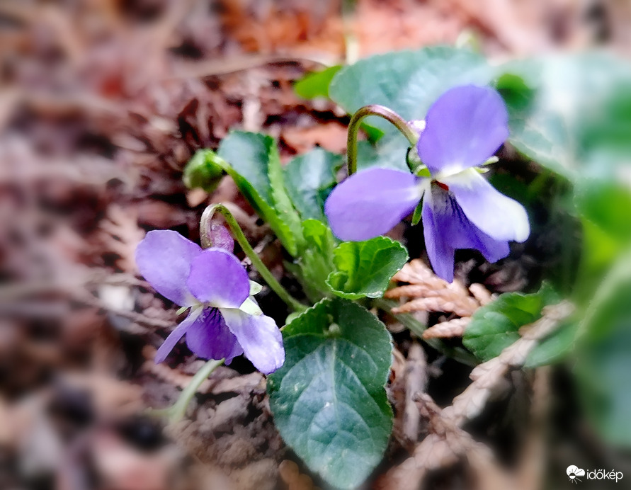 Az első ibolyáink