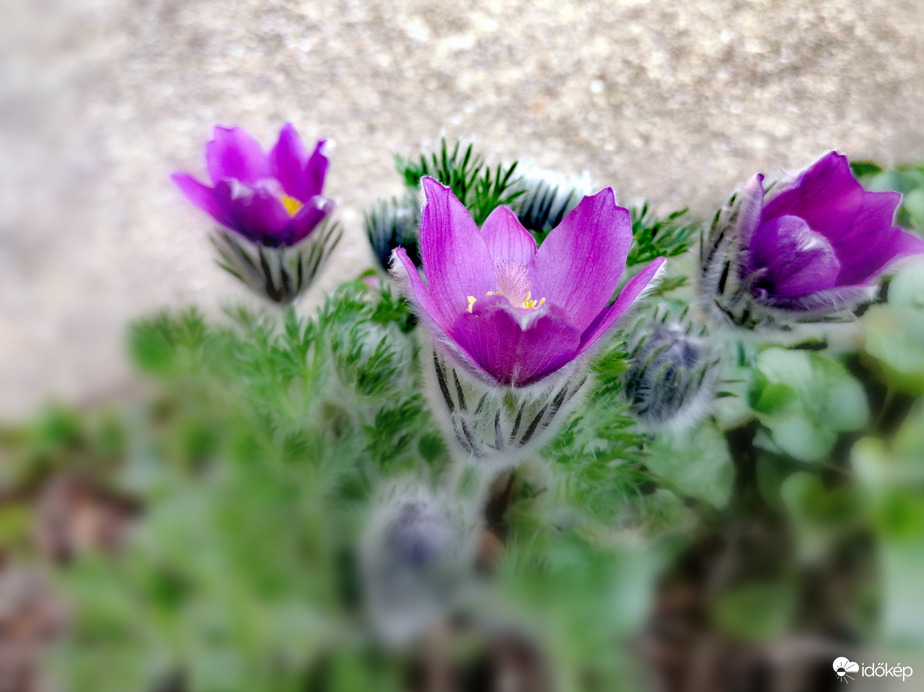 Nyugati kökörcsinünk