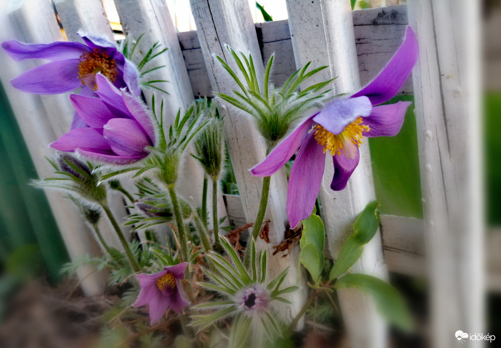 Még van néhény bimbó