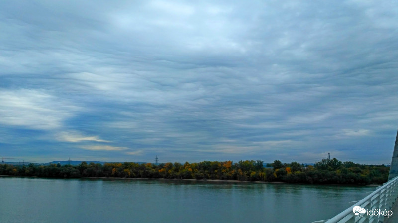 Undulatus asperatus