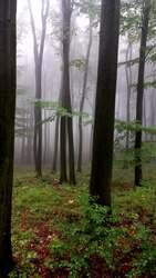 ködös erdő