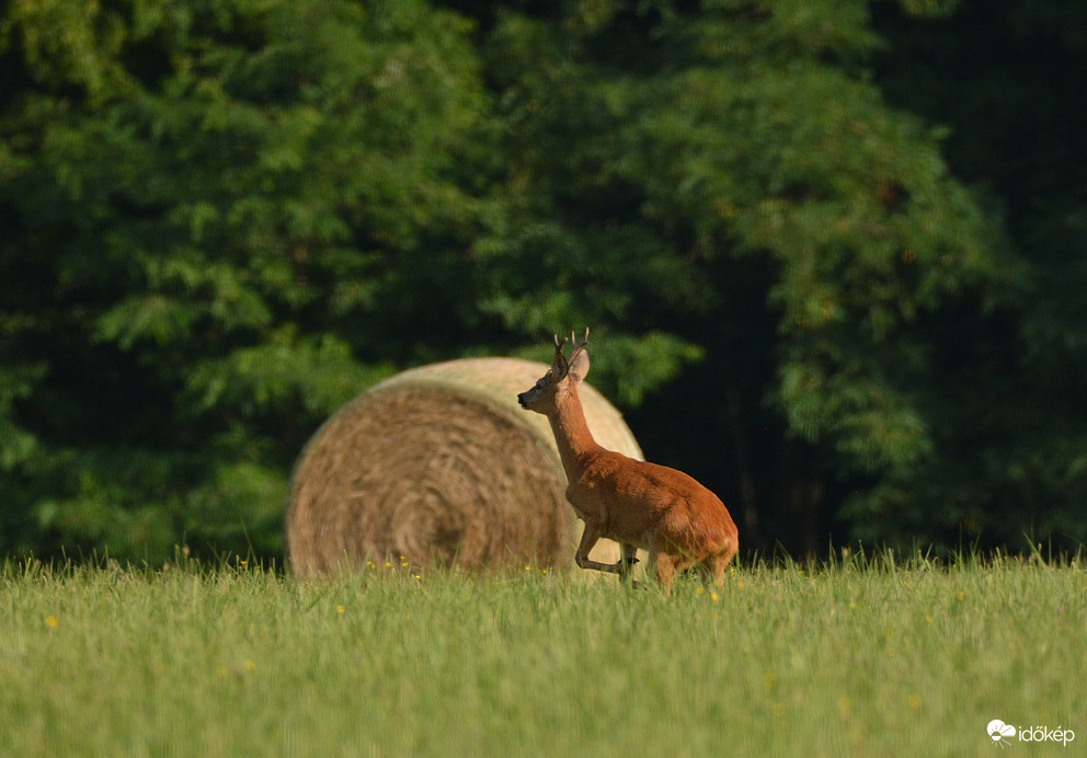 Sietősen a réten át