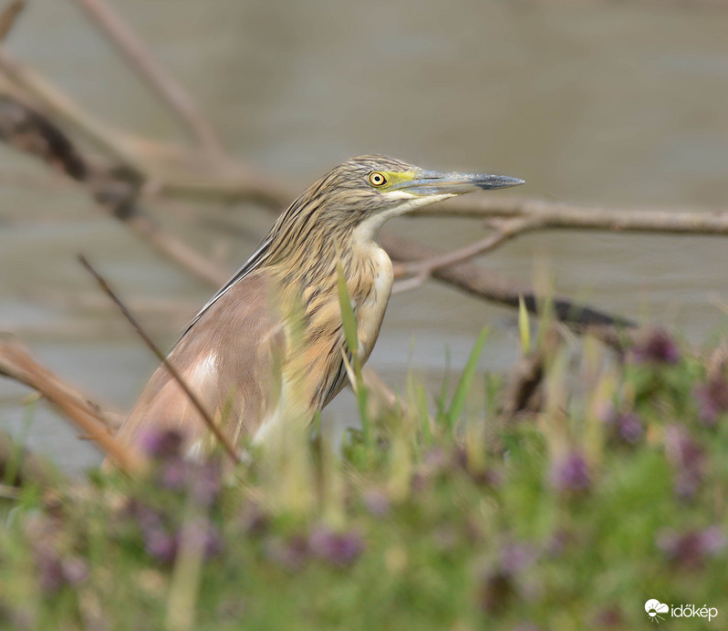 Rejtőzködő üstökösgém