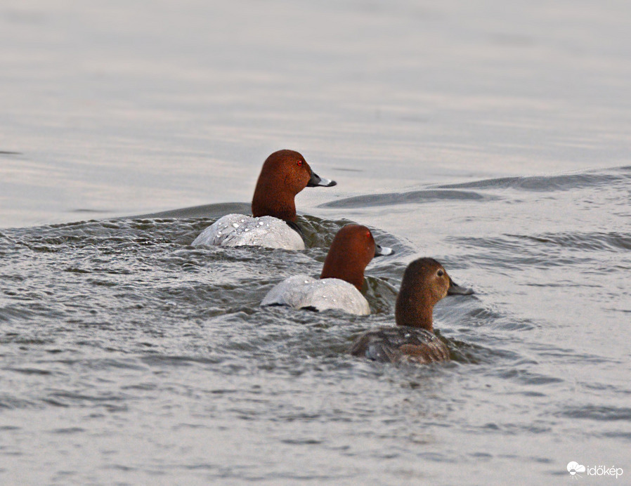 Sietősen távozó barátrécék